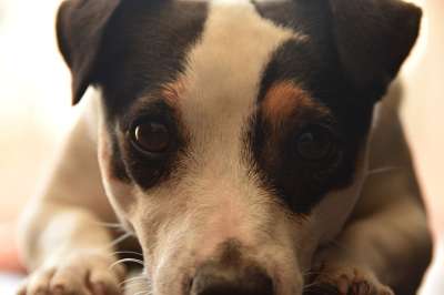 杰克罗素 看 狗 可爱 梗犬 动物 忠诚