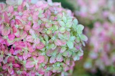 绣球花 粉色的 绿色 花的 自然 夏天 花园 花瓣 开花 盛开