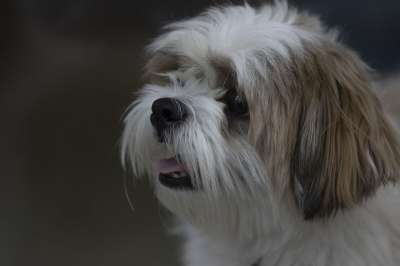 西施 狗 宠物 动物 伊朗 犬类 马什哈德 莫斯塔法梅拉吉