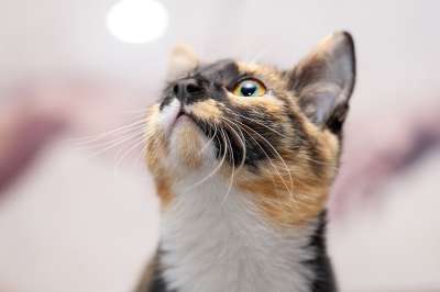 家 外壳 宠物 家猫 猫