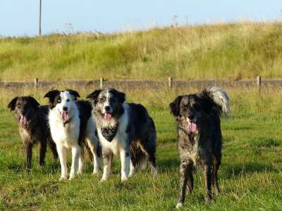狗 家庭 边境牧羊犬 Bordercollies 穿越 黑和白 三色