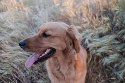 狗 宠物 动物 白色的 可爱的 犬类 国内的 小狗 猫