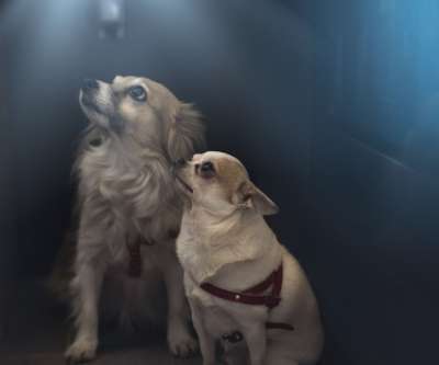 乳头状 Chihuahua 狗狗 动物 小狗