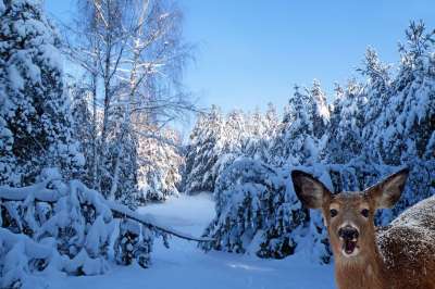 景观 冬天 枞树 雪 鹿 冬季景观 寒冷的