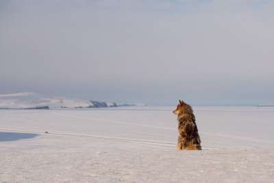 狗 沙哑 哈士奇 雪橇犬 犬类 西伯利亚 贝加尔湖 冬天 雪