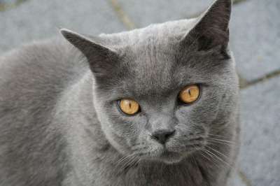 英国短毛猫 猫 宿醉 Katzenkopf 肖像 家畜 哺乳动物