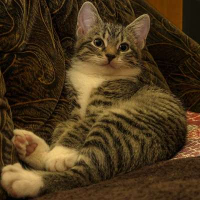 宿醉 小的 鲭鱼 小猫 家猫 家畜 可爱的 猫 猫宝宝 猫脸