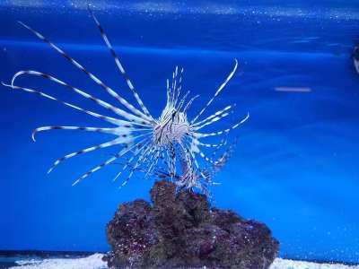 狮子鱼 海洋 捕食者 水 礁 钓鱼 水族馆 鱼 海