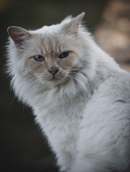 猫 宠物 猫科动物 动物