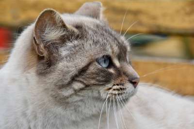 猫 肖像猫 欧洲猫 猫Nala 女性 猫蓝色的眼睛 胡同猫 动物