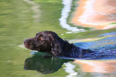 湖 水 狗 游泳 训犬