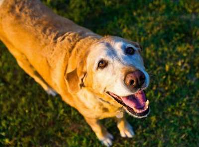 老狗 黄色 实验室 拉布拉多犬 猎犬 夏天 户外的 犬类 小狗