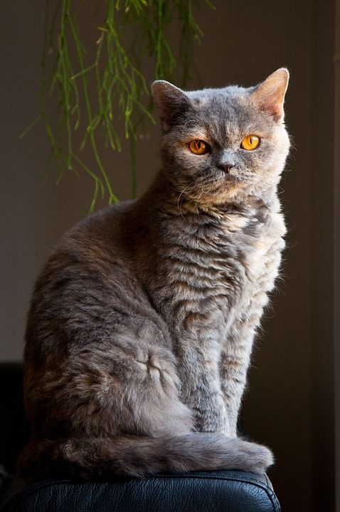 猫 优雅 坐着 动物 塞尔扣克雷克斯 英国短毛猫 橙色的眼睛 光