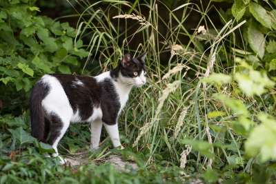 猫 小猫 发现的猫 黑 白 动物 宠物 甜 家猫 吻 可爱