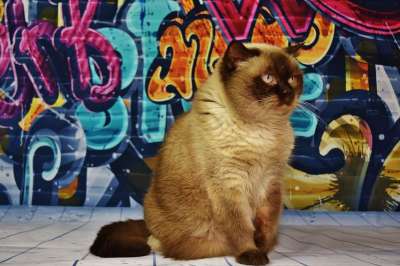 英国短毛猫 猫 棕色的 浅褐色的 纯种 家猫 可爱的 毛茸茸的
