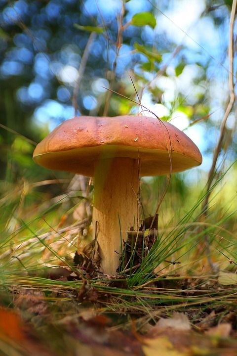蘑菇 落下 关闭 野生蘑菇 孢子 海绵 子实体 真菌种类