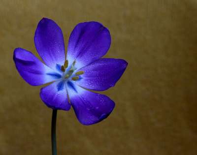 郁金香 紫红色 花 植物 春天
