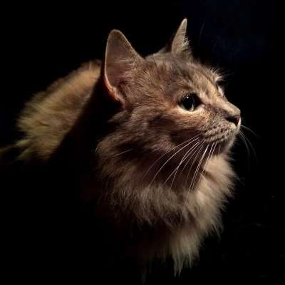 猫 动物 猫科动物 宠物 小猫 肖像 老虎 可爱的 狗 狮子
