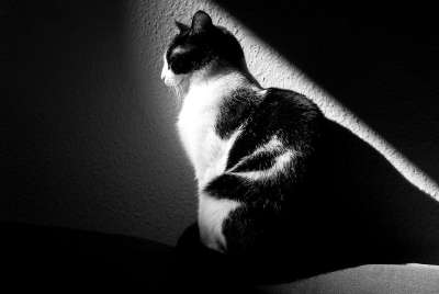 猫 黑色和白色 动物 黑色