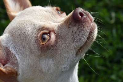 狗 宠物 动物 奇瓦瓦州 家犬 犬类 哺乳动物 可爱的 肖像