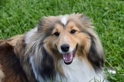 狗 母狗 狗肖像 设得兰群岛牧羊犬 纯种狗 婊子Nayana