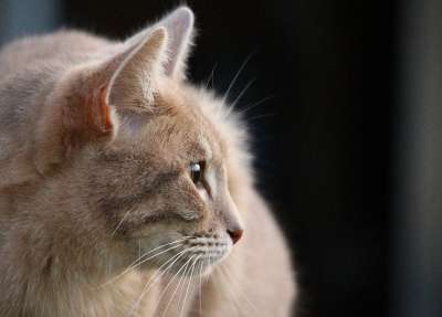 猫 品种猫 鲭鱼 小猫 虎猫 毛皮 蓬松的