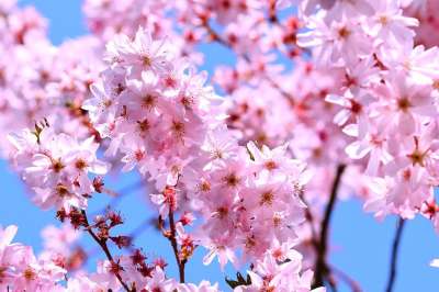 樱花 日本人 梅花 观赏樱桃 树 粉色的 春天 开花 科 盛开