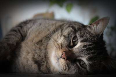 猫 吉祥物 动物 休息 猫科动物