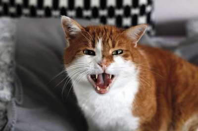 猫 嘶嘶声 生气 胡须 家畜 家猫 猫脸 小猫 俏皮的 可爱的