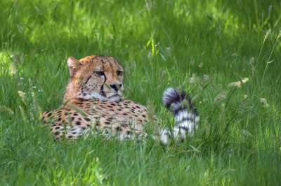 猎豹 拉长 猫科动物 草 捕食者 动物 野猫 绿色