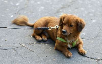 狗 宠物 皮带 动物 犬类 棕色的狗 户外 沥青