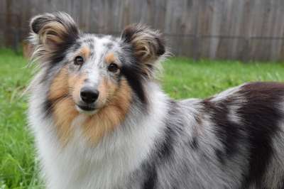 设得兰群岛牧羊犬 狗 动物 宠物 家犬 犬类 哺乳动物 高野