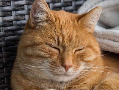 猫 家猫 哺乳动物 动物 野生动物 鲭鱼 红色的 头 睡觉