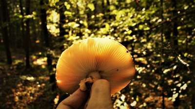 蘑菇 森林 自然 菌 阳光 真菌学 户外 手 秋天