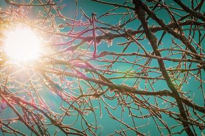 分行 冬天 分支 冻结 寒冷的 冰冷的 太阳 树 天堂 自然