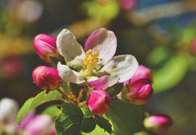 苹果花 苹果树 苹果树花 盛开 春天 开花 白色的 春花 梅花