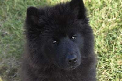 狗 年轻的婊子 狗Eurasier 婊子Ploublue