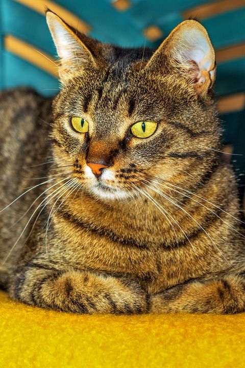 猫 空闲的猫 宠物 休息 小猫 动物医院 鱼骨 平静 动物