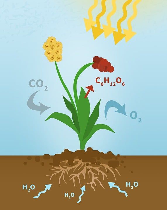 光合作用 图光合作用 工厂 卡通片 植物的新陈代谢 光合同化