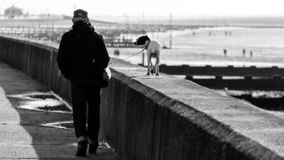 走 狗 海滨 亨斯坦顿 遛狗 宠物 行走的狗 步行 动物 犬类