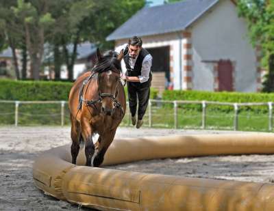 马 特技飞行 男子 杂技 体育 马术 骑马