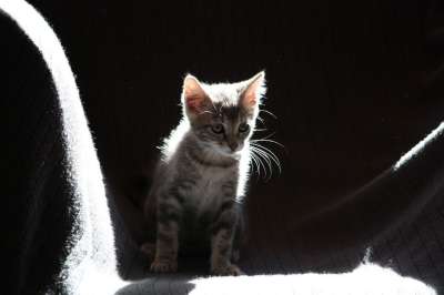 猫 小猫 太阳 毛皮 灰色的 蓬松的 动物 黑猫 黑色物