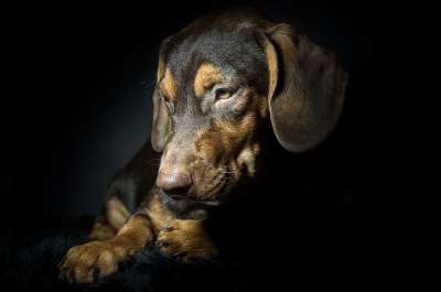 狗 宠物 小狗 动物 犬类 肖像 爱 可爱的 腊肠犬 黑色的爱