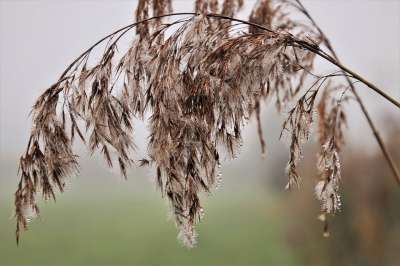 水滴 湿 草 安静 发光的 黎明 雾 草地 在早上 早上