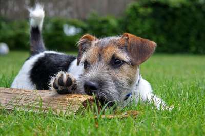 梗犬 狗 草地 动物