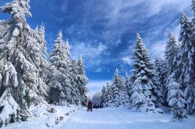 滑雪 雪 树木 小路 冬天 人们 游客 闲暇 娱乐 活动