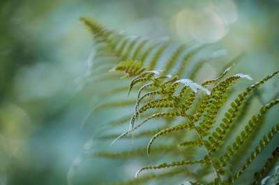 蕨类 绿色 福雷斯特 花园 植物