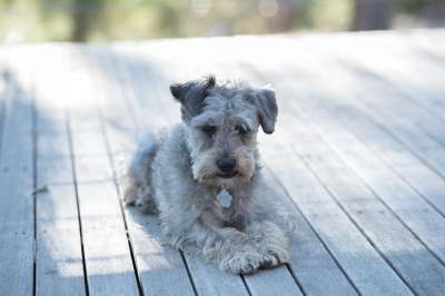 Schnoodle 狗 国内的 宠物 可爱的 犬类 动物
