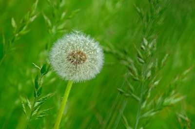 蒲公英 花 自然 种子 开花 草地 绿色 野花 尖花 春天