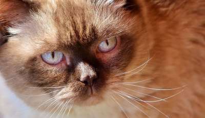 英国短毛猫 猫 可爱的 肖像 英国 短发 野生动物 纯种 家猫